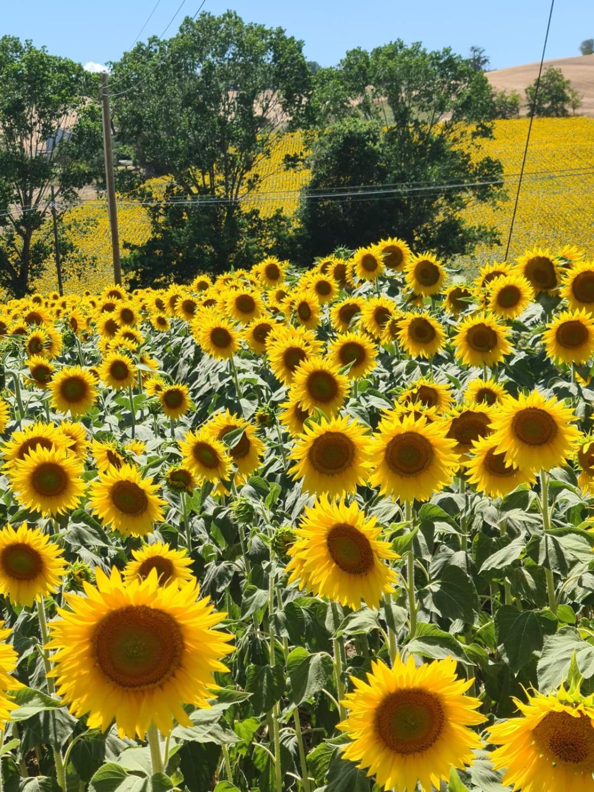 Casale Il Girasole Hotel Barbara Bagian luar foto